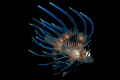   Juvenile Lionfish  